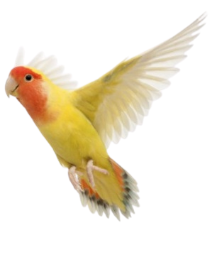 petfilliate